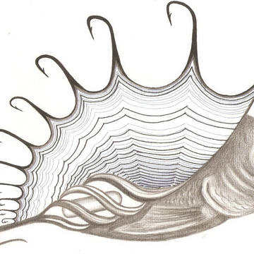 貝殼魚