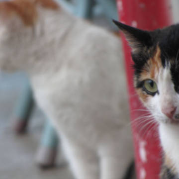 猫咪