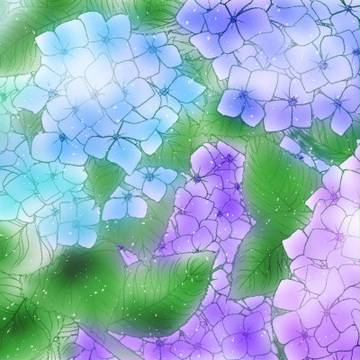紫陽花