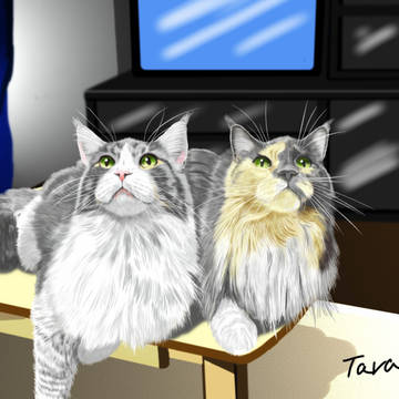 Maine coon !