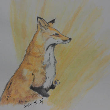 Red Fox
