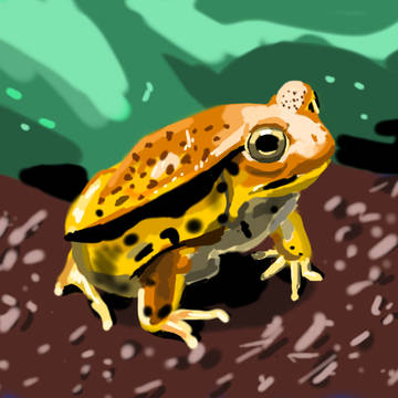 カエル / Frog