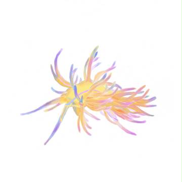 サガミミノウミウシ