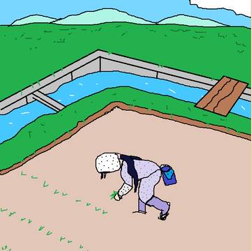 田植えをする東條希