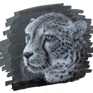Cheetah