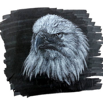 Bald Eagle