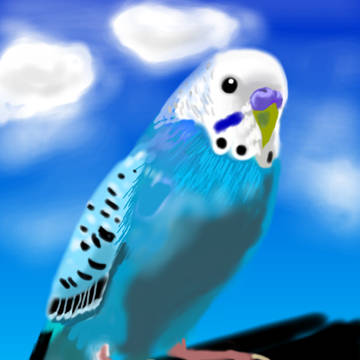 青空インコ