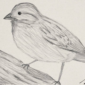 bird 2