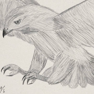 Hawk