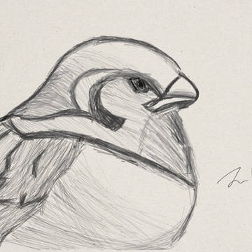 bird