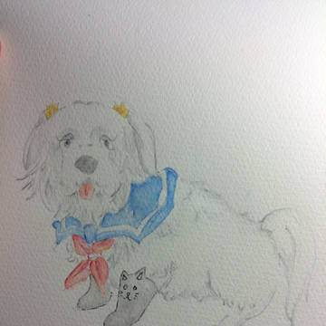 セーラー犬