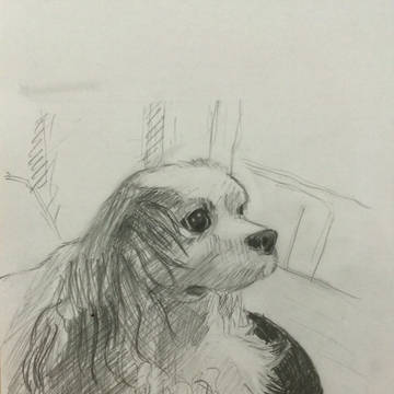 犬 習作