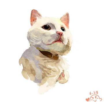 Turkish Van