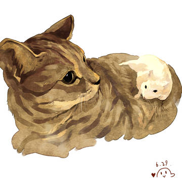 Felis silvestris