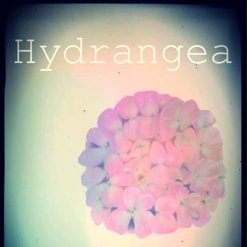 Hydrangea 【フリー素材】