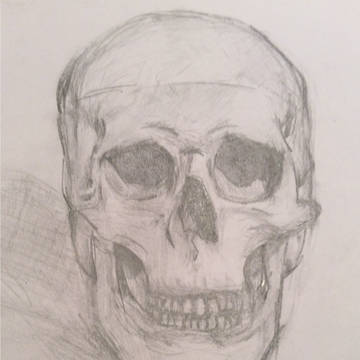 骷髅素描练习