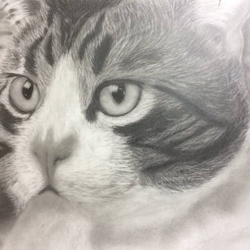 考える猫