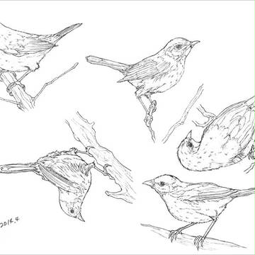 模写（鳥）