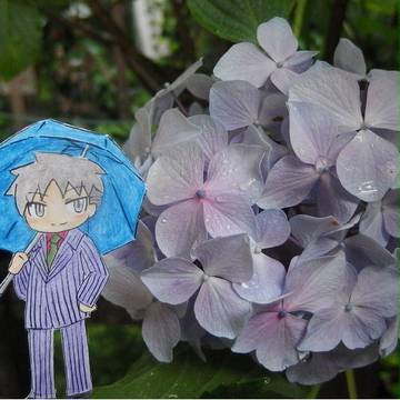 紫陽花。