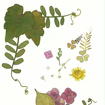 押し花 遊び　七