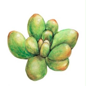 Succulents (Rainbow Jade)