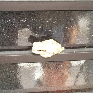 玄関先に居たカエル