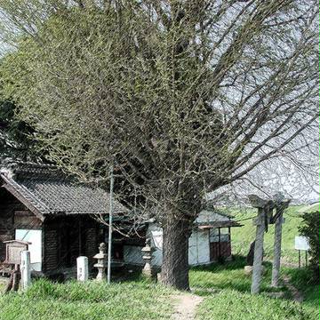 大杉神社