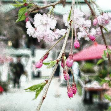 しだれ桜