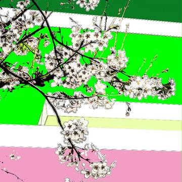 桜　2014