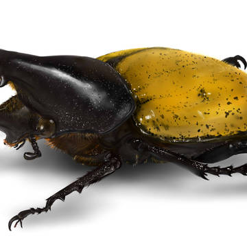 ヘラクレスオオカブトムシ