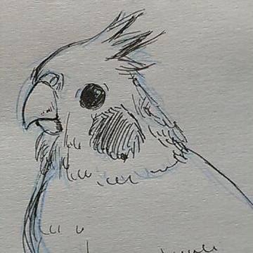 オカメインコ