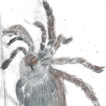 My pet spider　Reddly