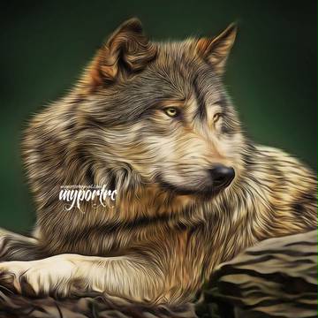 wolf myportre