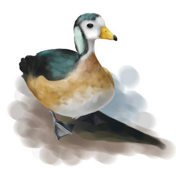 Nettapus Auritus or Pygmy goose