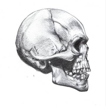 skull