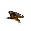Golden Eagle
