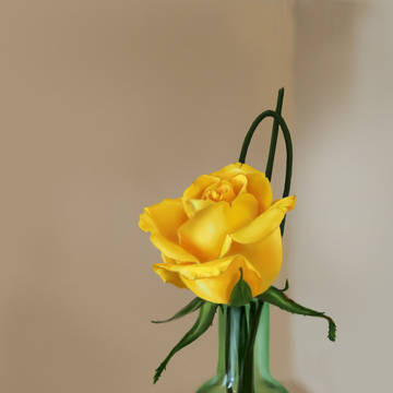 yellow rose