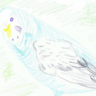 色鉛筆でセキセインコ
