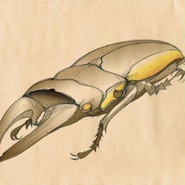 stag beetle