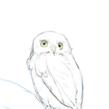 テンション上げ用　フクロウ模写