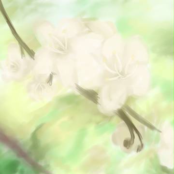 White Flowers