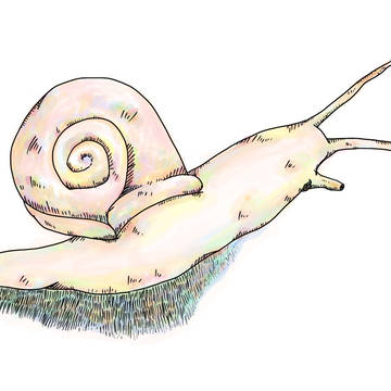 カタツムリ
