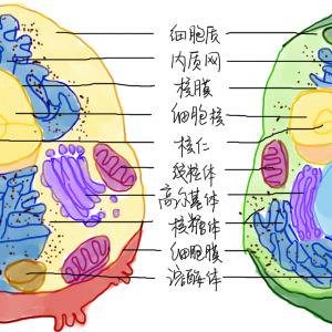 生物作业——细胞模型