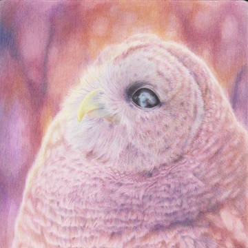 【鳥】亜米利加梟 (アメリカフクロウ)