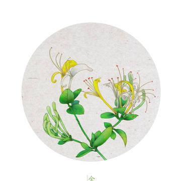 金银花
