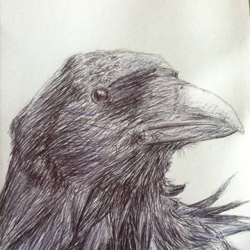 raven