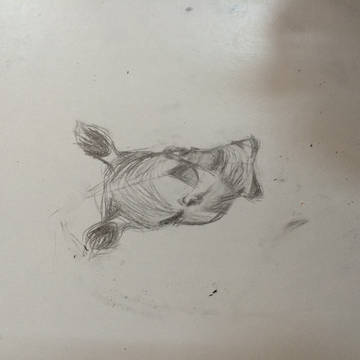 Rhino