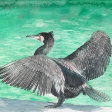 水彩画「河鵜」