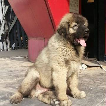 高加索犬