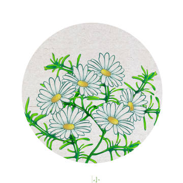 小雏菊